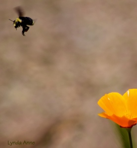 Buzzy with California Poppies