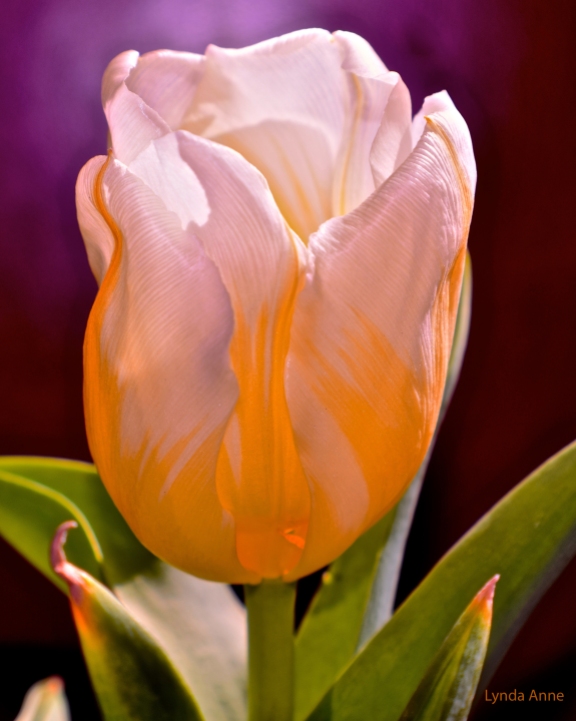 White and Yellow Tulip