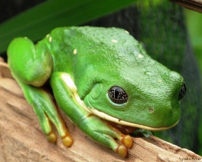 Green Tree Frog near Morelia, Mexico