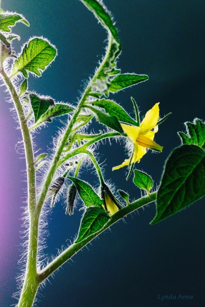 Tomatoes In Bloom
