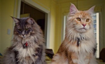 Photoshoot of Sammy & Lilly, Two Beautiful Maine Coon Cats.