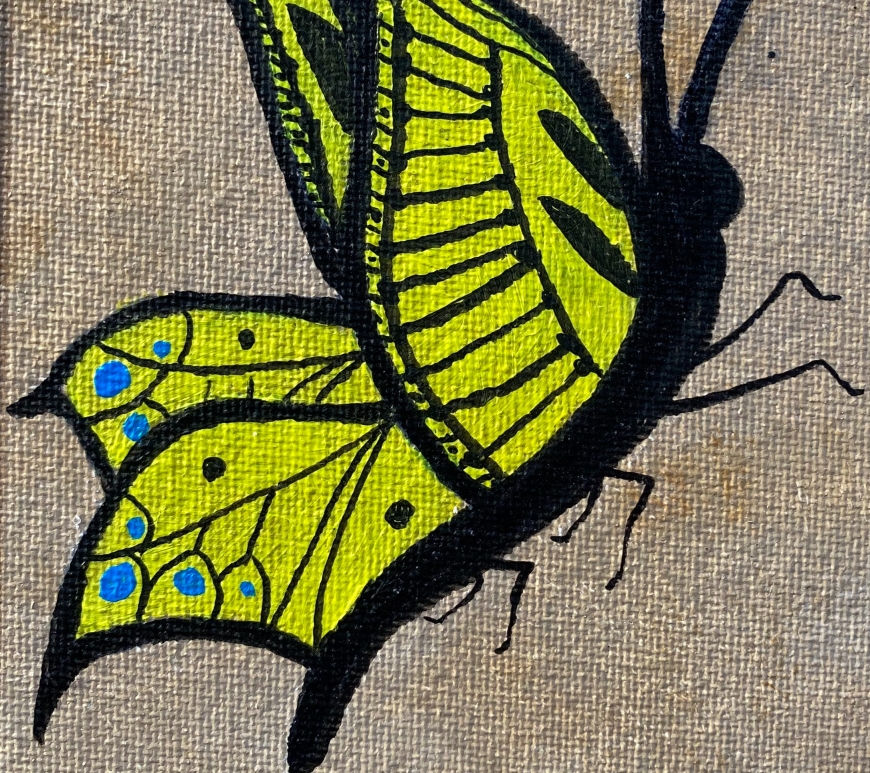 Yellow Tail Swallow aka Sydney Butterfly